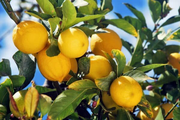 Limoni