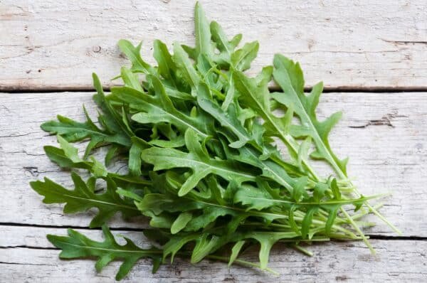 Rucola