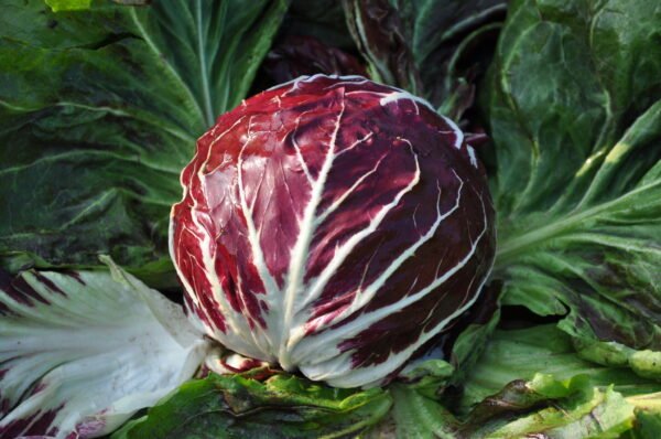 Radicchio di Chioggia