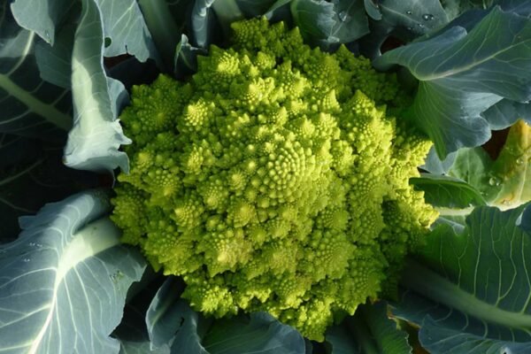 Cavolfiore Romanesco