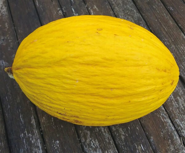 Melone Giallo