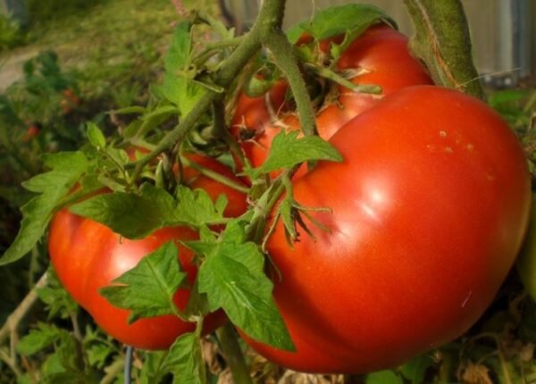 Pomodori Cuor di Bue