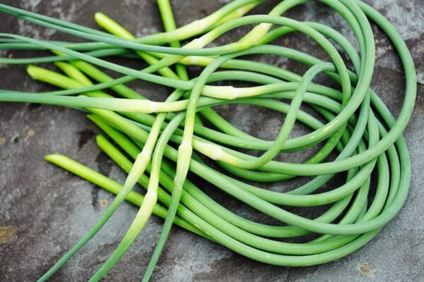 Talli d'Aglio